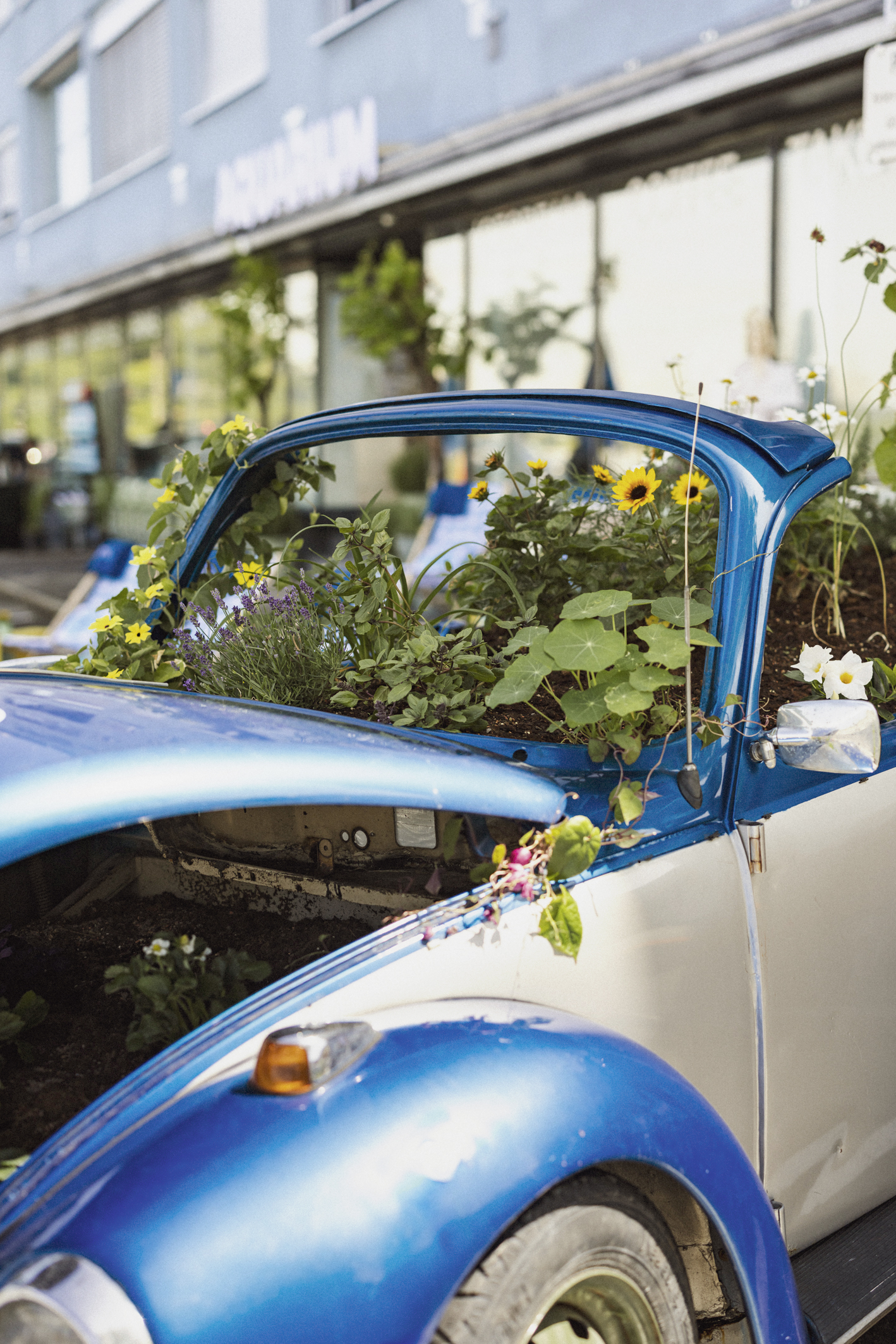 Already the most photographed car in Bregenz: the Aquarium Beetle is a customer stopper and Instagram-approved.